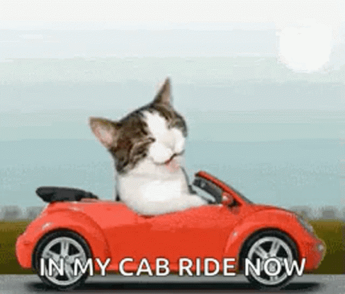 Cat Enjoys Car Meme GIF