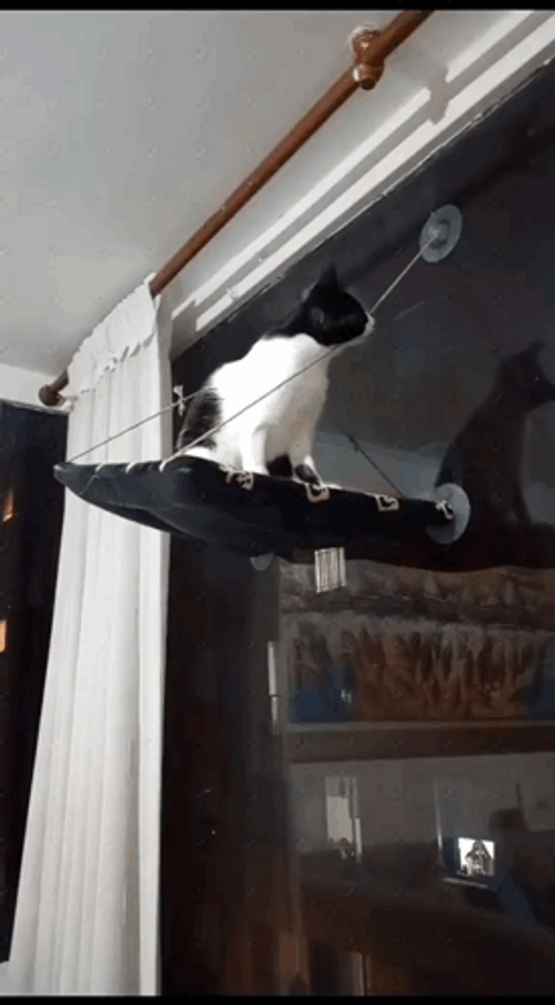 Cat Epic Fail Moment GIF