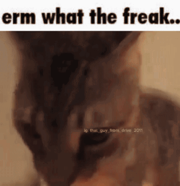 Cat Erm What The Freak GIF