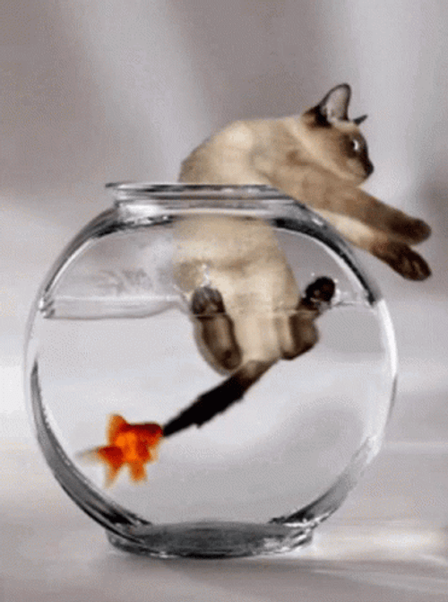 Cat Escaping A Fish Bowl GIF