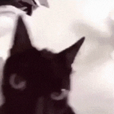 Cat Evil Gif GIF