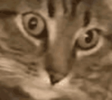 Cat Eyes Close Up Sepia Tone