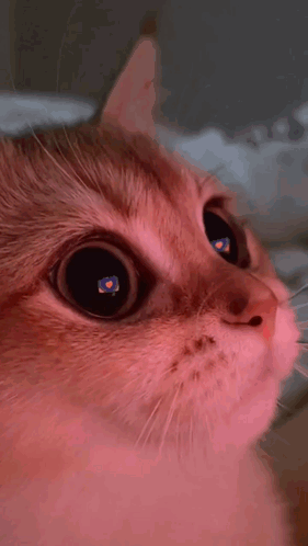 Cat Eyes With Heart GIF
