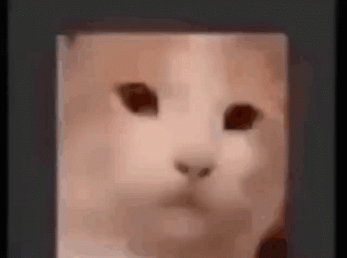 Cat Face Blurry Black Background