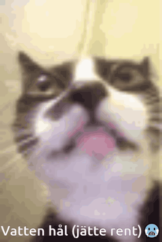 Cat Face Caption Vatten Hal