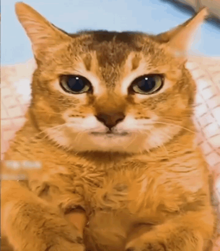 Cat Face Close Up Blue Background