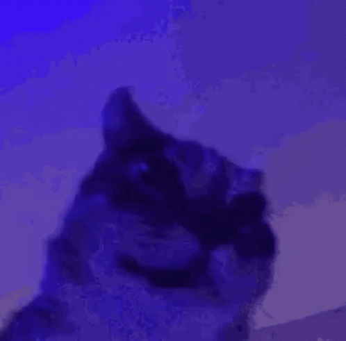 Cat Face Close Up In Purple Light GIF