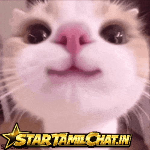 Cat Face Close Up Star Tamilchat.in GIF