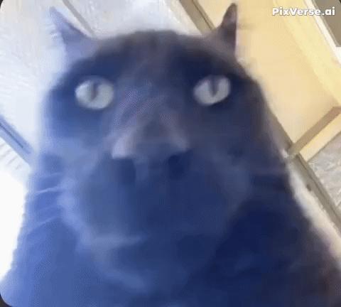 Cat Face Close Up