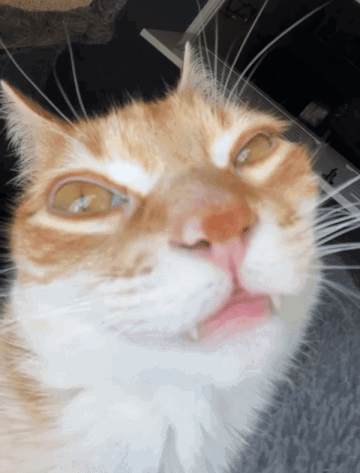 Cat Face Close Up With Laptop GIF