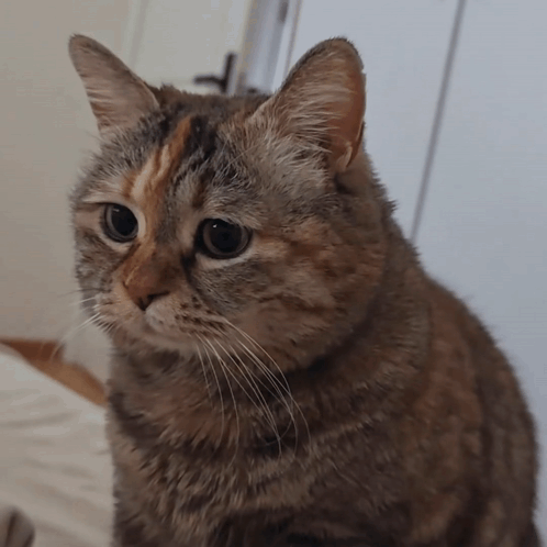 Cat Face Close Up