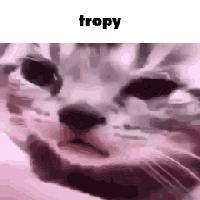 Cat Face Closeup Saying Tropy