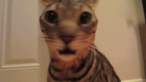 Cat Face