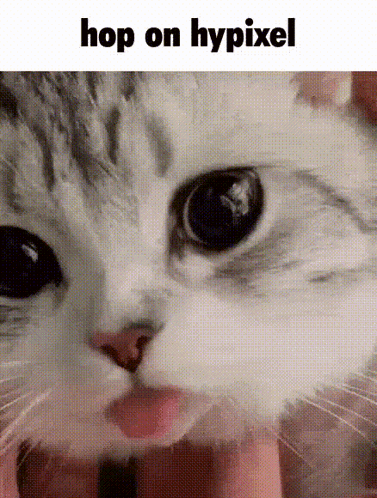 Cat Face Hop On Hypixel GIF