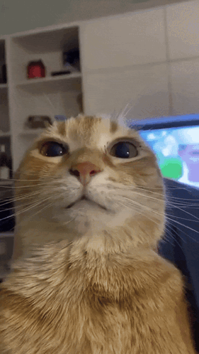 Cat Face in Front of TV