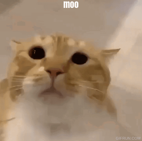 Cat Face Moo GIF