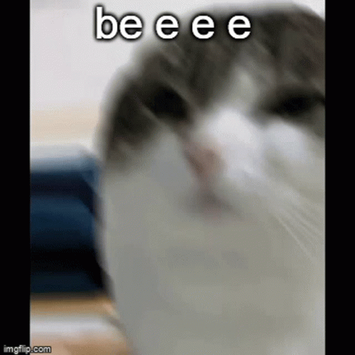 Cat Face Saying Beeee GIF