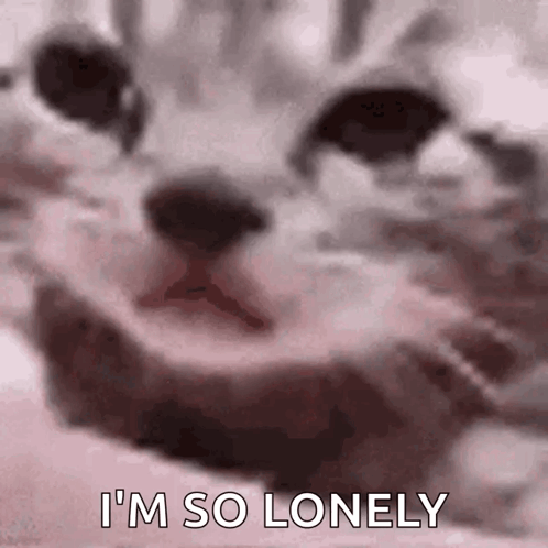 Cat Face Saying Im So Lonely GIF