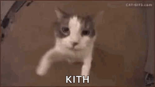 Cat Face Saying Kith