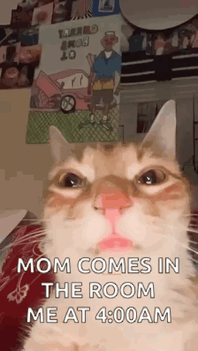 Cat Face Saying Mom Comes in Room
