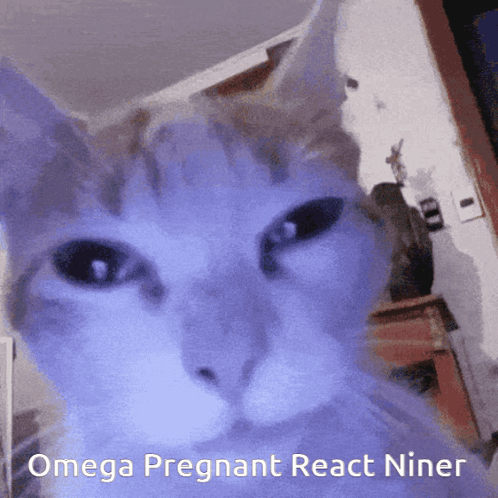 Cat Face Saying Omega Pregnant React Niner