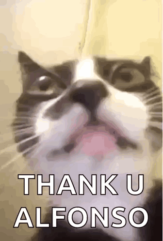 Cat Face Saying Thank U Alfonso