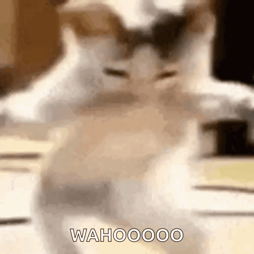 Cat Face Saying Wahoooo