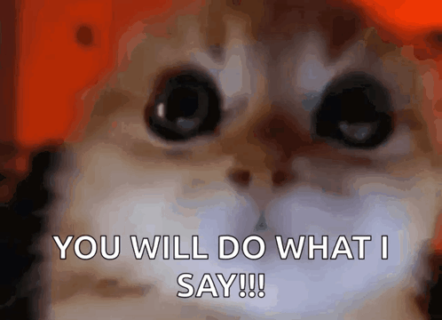 Cat Face Saying You Will Do What I Say GIF