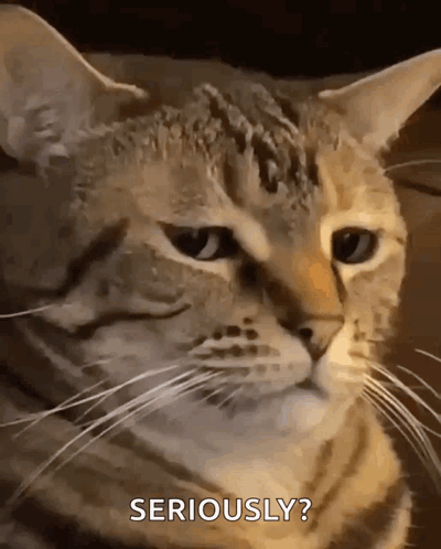 Cat Face Seriously