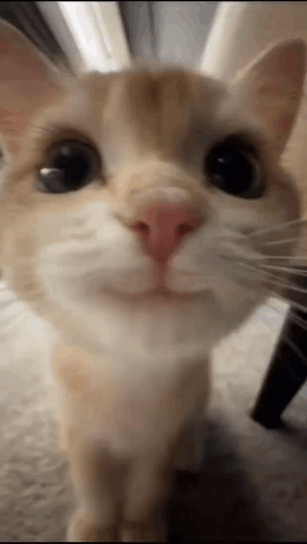 Cat Face