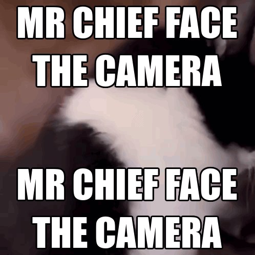 Cat Face The Camera GIF