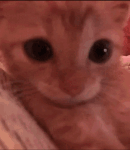 Cat Face Timothée Chalamet GIF