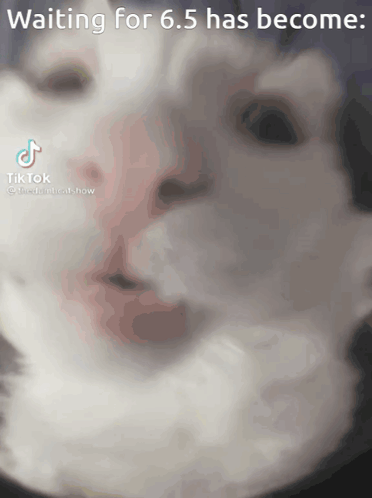 Cat Face Waiting for 6.5 Has Become
