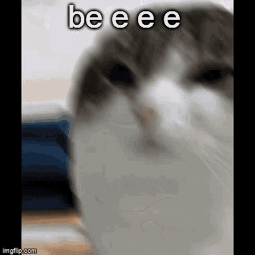 Cat Face With beeee