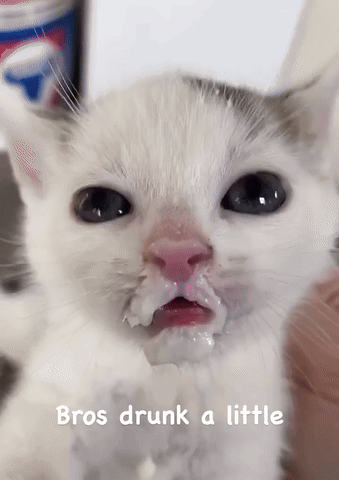Cat Face With Bros Drunk A Little