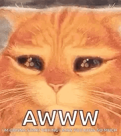 Cat Face With Closed Eyes Aww GIF