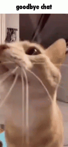 Cat Face With Goodbye Chat GIF