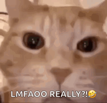 Cat Face With Lmfaoo Really