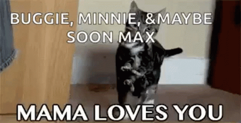 Cat Face With Mom Comes in Room