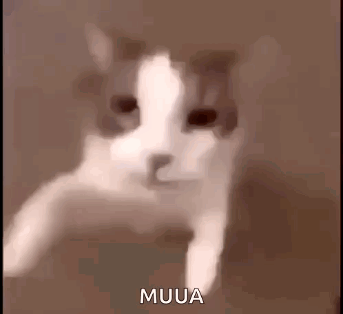 Cat Face With Muua Text