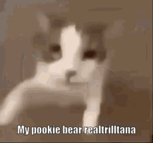 Cat Face With My Pookie Bear Text