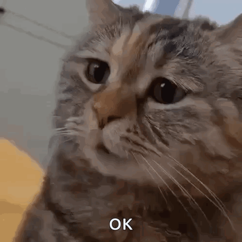 Cat Face with Ok