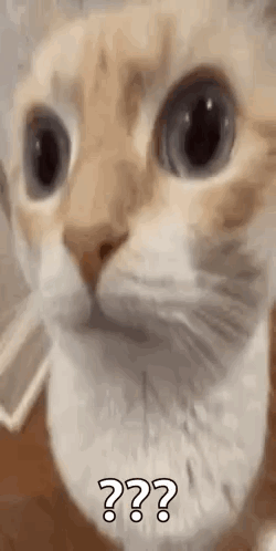 Cat Face With Question Mark