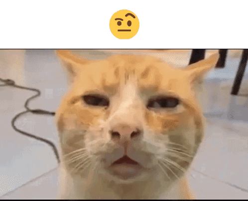 Cat Face With Smiley Behind GIF
