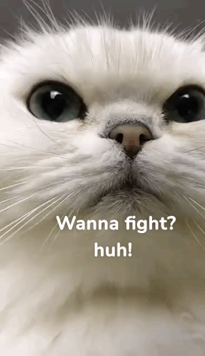 Cat Face With Wanna Fight Huh