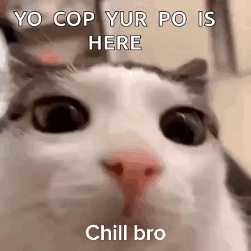 Cat Face With Yo Cop Yur Po Is Here