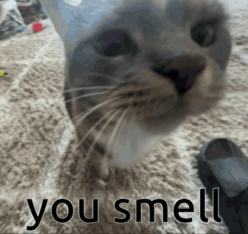 Cat Face With You Smell GIF