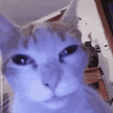 Cat Facing Camera Silly Face GIF