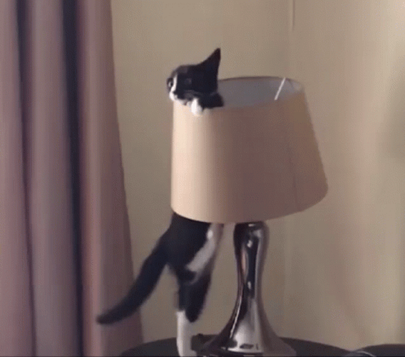 Cat Fail To Climb On The Lampshade GIF