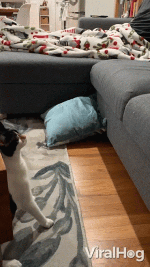 Cat Fail To Climb On The Sofa GIF